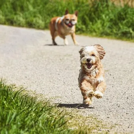 Strandperle In Premium Lage Am Für Urlaub Und Workation Mit Hundestrand