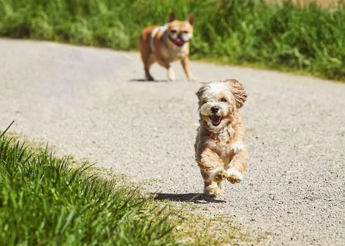 Strandperle In Premium Lage Am Fuer Urlaub Und Workation Mit Hundestrand