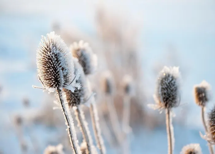 Vakantiehuis Strandperle In Premium Lage Am Fuer Urlaub Und Workation Mit Hundestrand *